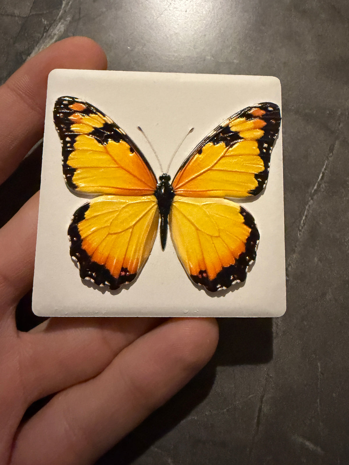 Schmetterling Keramikmagnet – Originalfoto Vorderansicht
